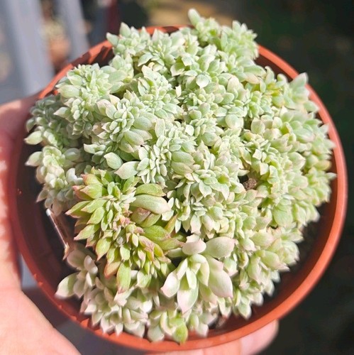 Echeveria bradburyana - echeveria,