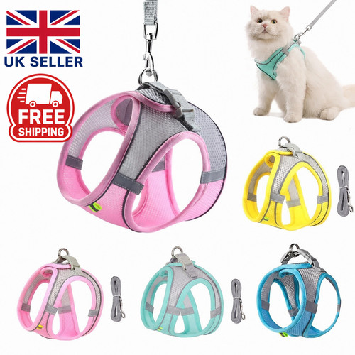 Dog harness and - dog,