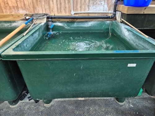 Koi grow tank - koi,