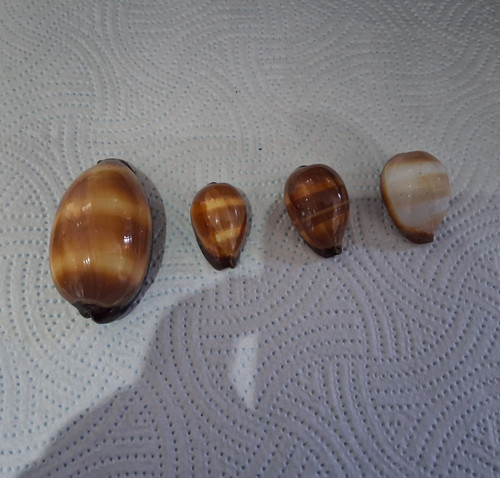 Talpa cowrie shells medium - talpa,