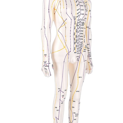 Accurate acupuncture model - accurate,