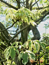 VARIEGATED CEIBA PENTANDRA