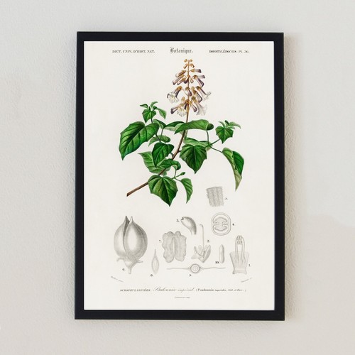 Antique botanical flowers - antique,