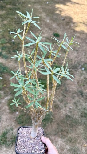 Euphorbia balsamifera rare - balsamifera,