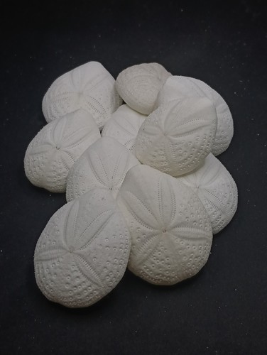 White meretia planulata - white,