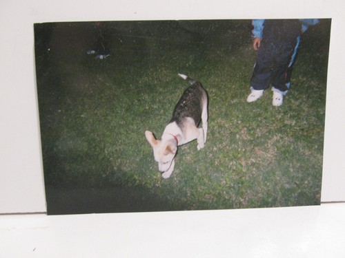 Vintage found photograph - found,