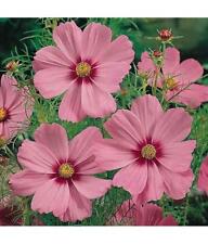 Cosmos Gloria, Grow Magical Pink Dancing Flowers, Sow Feb-May, Pretty, 150 Seeds