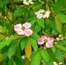 5 PINK DOGWOOD Tree Cornus