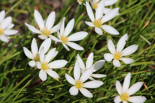Zephyranthes candida peruvian - zephyranthes,