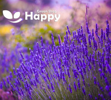 300 SEEDS - BEST FLOWERING