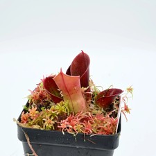 Heliamphora minor var pilosa