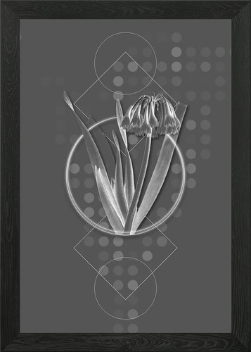 Vintage grey knysna lily - knysna,