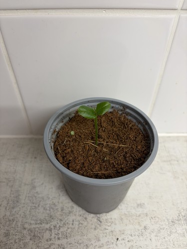 Live potted lemon tree - lemon,
