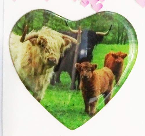 Highland cows and calves - highland,