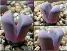 10 seeds of LITHOPS meyeri