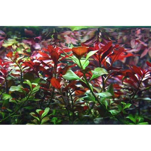 Ludwigia repens tropical - -,