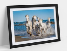 BEAUTIFUL WHITE HORSES RUNNING