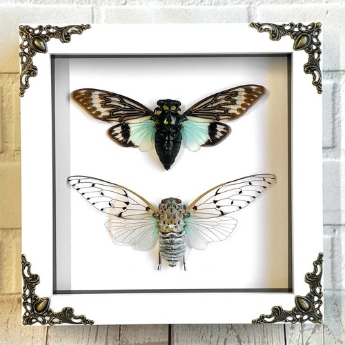 Cicada pair white ghost - cicada,