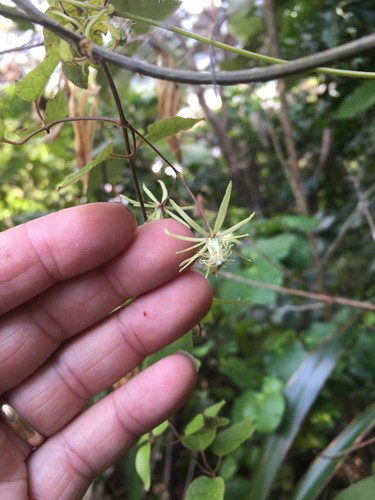 Clematis cunninghamii 50 - clematis,