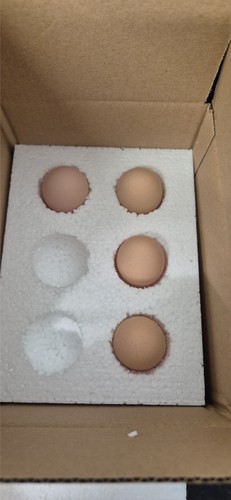 Pekin polish bantam small - pekin,