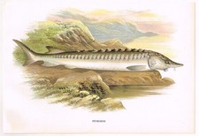 Sturgeon Fish Print Picture A.F. Lydon 1981 BFF#217