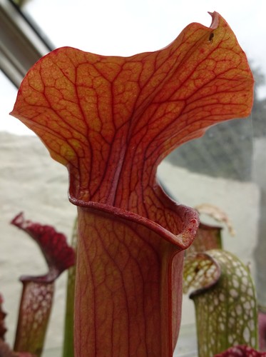 Sarracenia alata red - sarracenia,