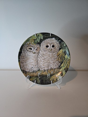 Wedgewood tawny owl chick - wedgewood,