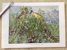 Bird colour print - bird, ,