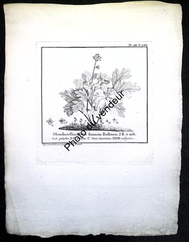 Moschatellina 18th century