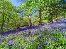 BLUEBELL WOODLAND FOREST CANVAS PICTURE PRINT WALL ART
