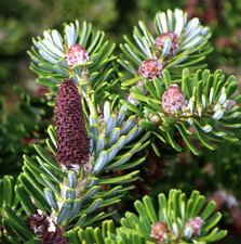 Abies Koreana (Korean Fir)