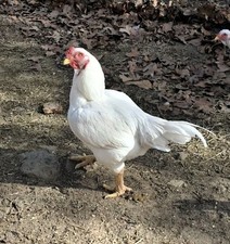 12 Hatching Eggs Standard