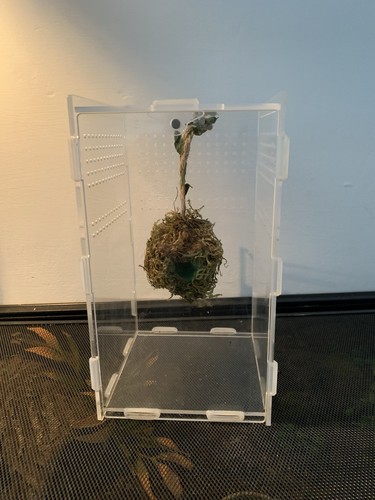 Jumping spider magnetic moss - jumping,