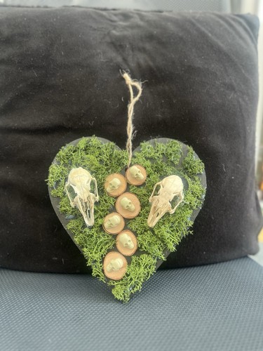 Rabbit skulls curio - rabbit,