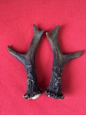 PAIR OF ROE DEER ANTLERS , 212g. aprox.15.5/16cm.
