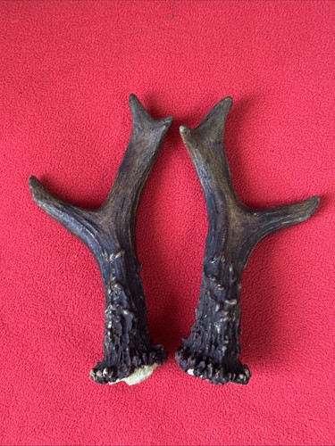 Pair roe deer - roe, antlers