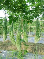  FRESH BITTER GOURD (KARELA) 6