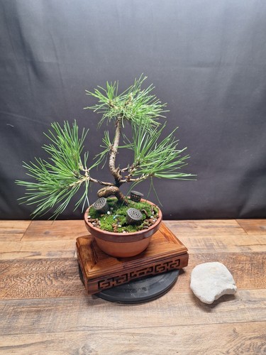 Scotts pine bonsai tree - , in