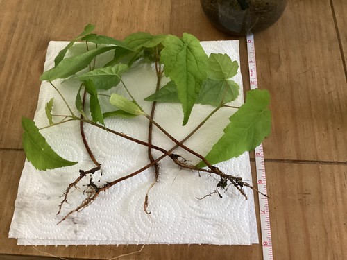 Silver birch saplings 5 - silver,