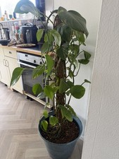 Devils ivy plant - ivy,