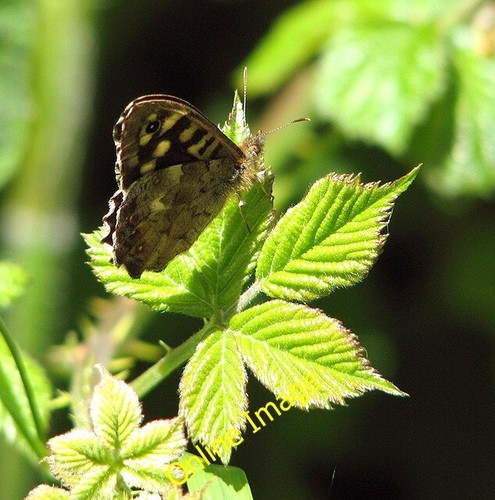 Photo 6x4 butterfly - photo, on
