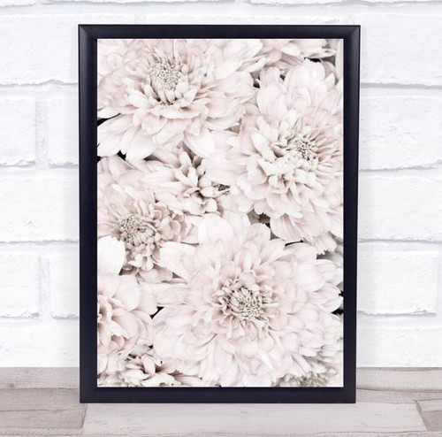 Chrysanthemum flowers - chrysanthemum, no