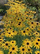 Rudbeckia fulgida Deamii Hardy