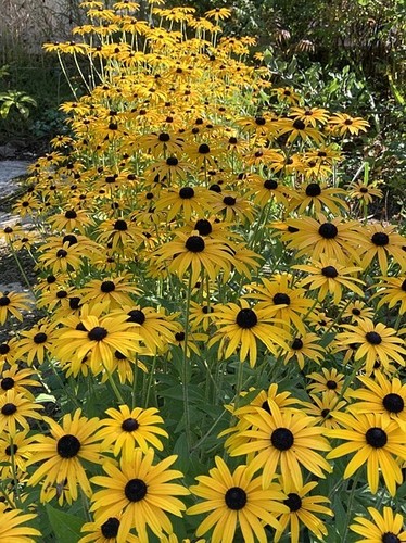 Rudbeckia fulgida deamii hardy - rudbeckia,