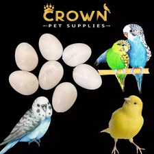 Canaries FAKE EGGS Solid