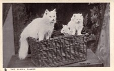 Persian Cat Kittens Woven