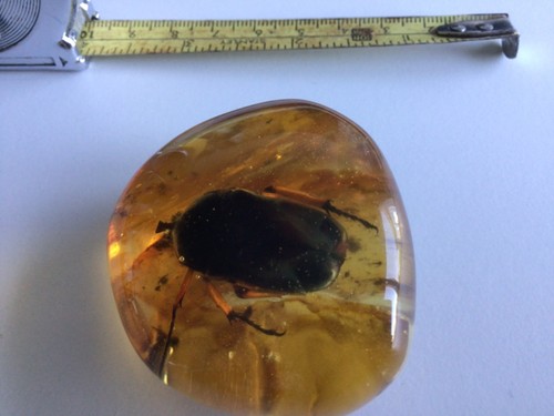 Piece amber with inclusion - of,