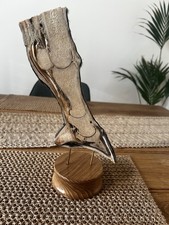 Real pony leg slice, farrier, vet ,curio