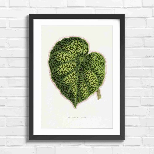 Botanical vintage green leaf - botanical,