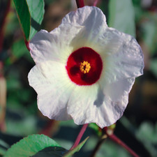 Hibiscus sabdariffa (Giant